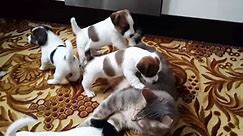 Jack Russell Puppies playing with cat