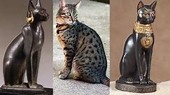 Ancient Egyptian cats