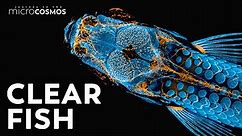 Looking for Answers in the Skull of a Zebrafish