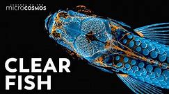 Looking for Answers in the Skull of a Zebrafish