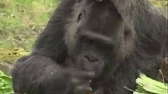 World's oldest gorilla in captivity celebrates 66th birthday