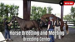 Horse Breeding Close Up Video in Breeding Center