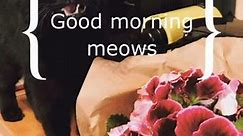 Good morning meows! Black cat says me good morning ☀️