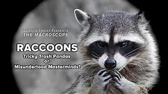 Raccoons: Tricky Trash Pandas or Misunderstood Masterminds?