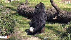 World's Oldest Gorilla Fatou Celebrates 63rd Birthday