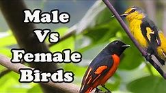 Male Vs Female Birds - A comparison between male and female birds.