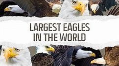 Top 10 Largest Eagles in the World