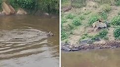 Dramatic wildlife encounter: Zebra survives crocodile attack only to face lion