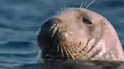 How Marine Mammals Survive Underwater Life | BBC Studios