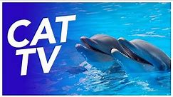 🐬 Cat TV - Dolphin Swimming Video For Cats! 📺 Underwater Animated Adventure