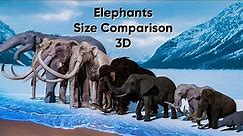 Elephants size comparison