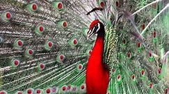 Beautiful Peacock (HD1080p)