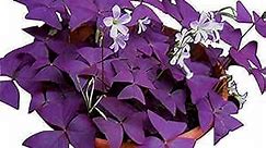 Oxalis Triangularis 10 Bulbs Purple Shamrocks Lucky Lovely Flowers Bulbs Grows for Garden and pots