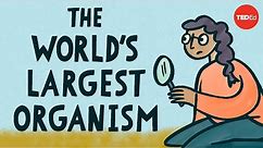 The world’s largest organism - Alex Rosenthal