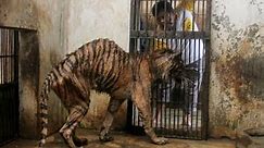 Close Indonesia's Surabaya 'Zoo Of Death' NOW. How Many More Cases Of Animal Abuse Are Needed??