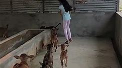 Micro mini cows Below 1 Feet Height #viral #tiktok #trending #miniature #youtube #viralvideo #pets