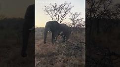 Angry Bull Elephant Charges Jeep & Crushes Tree