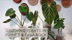 Growing plants in PUMICE and LAVA ROCK