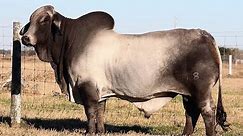 5 Best Cattle Breeds In South Africa