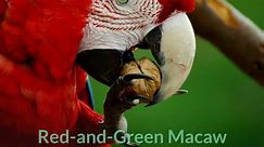 Red and Green Macaw || Description and Facts!
