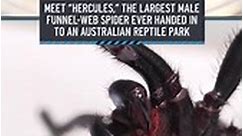 Lethal Sydney funnel-web spider ‘Hercules' sets record for largest specimen collected in Australia