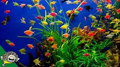 Glofish Care Guide - Aquarium Co-Op