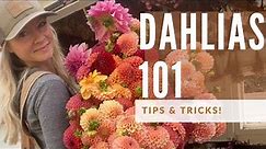Dahlia Growing 101: how to grow great dahlias!