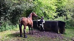 Part bred Arab stallion with maiden mare covering - video Dailymotion