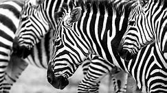 Why do zebras have stripes?