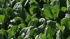 Spinach Safety: Safeguarding Australia's spinach industry