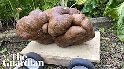 New Zealand couple dig up 'Doug', potentially the world's heaviest potato