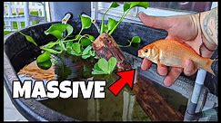 Cheap DIY Pond Gets BIG Goldfish!