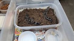 How to set up BREEDING GROUPS of leopard geckos!