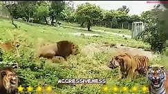 Lion VS Tiger 2023   Tiger VS Lion Real Fight - Tough Creatures   Natural Beasts