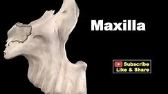 Osteology of Head & Neck - Maxilla #Anatomy #mbbs #bds #education