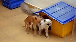 Perro chihuahua violando gata.MP4