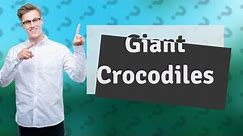 How big do Australian crocodiles get?
