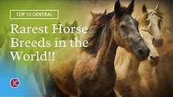 Top 10 Rarest Horse Breeds in the World | Top 10 Central