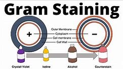 Gram positive and gram negative bacteria (Gram Staining procedure explained)