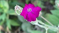 Rose Campion Plant Profile