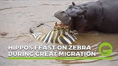 WARNING: GRAPHIC CONTENT - Hippos feast on zebra during The Great Migration