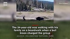 Video shows man attacked by bison at Yellowstone National Park (2022)