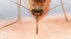 How Mosquitoes Use Six Needles to Suck Your Blood | KQED