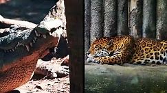 Le Guépard n'a pas Peur des Crocodiles , Grande Bataille de Guépard, Jaguar vs Crocodile - video Dailymotion