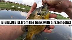 Catching Bluegill from the bank with light wire circle hooks!