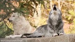 Wolf Howl Harmonies