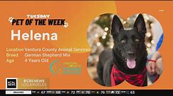 Meet Helena, the four-year-old German Shepherd mix looking for her forever home | Pet of the Week