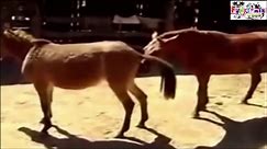 Zebra Mule Horse Donkey In The Wild Mating WEIRD SEX (Intercourse) Must See