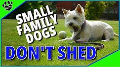 Top 10 Best Small Family Dogs That Don't Shed - Low Maintenance Dogs
