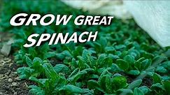 How to Grow Spinach Organically